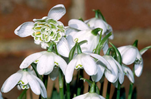 Double Snowdrops in the green - Galant 