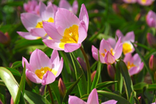 Tulip - Bakeri Lilac Wonder 