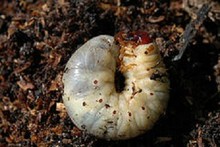Chafer Grub 