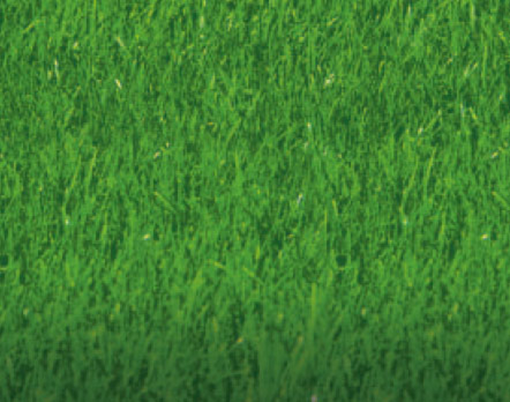 Johnsons Tuffgrass Lawn Seed - Lawn Seed