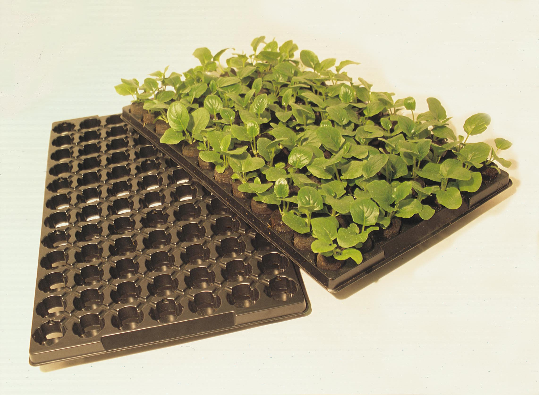 Jiffy 7 Pellets 41mm in Tray 5 Trays Jiffy 7 Pellets Peat Pots