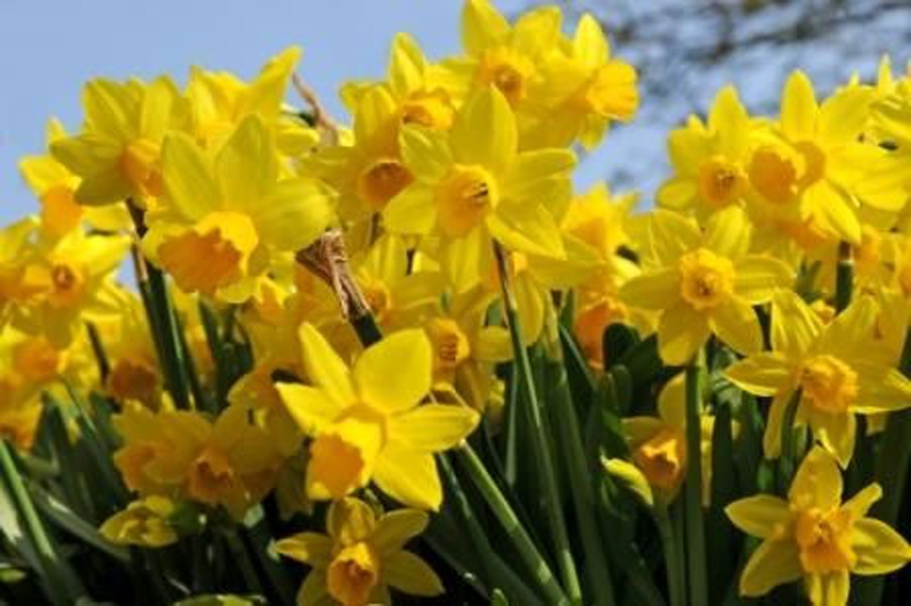 Tete a Tete Narcissus Cyclamineus Daffodil and Narcissus Bulbs Tete a Tete Narcissus Cyclamineus Daffodil and Narcissus Bulbs