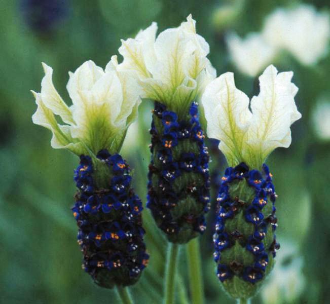 Garden Supply Direct > Home