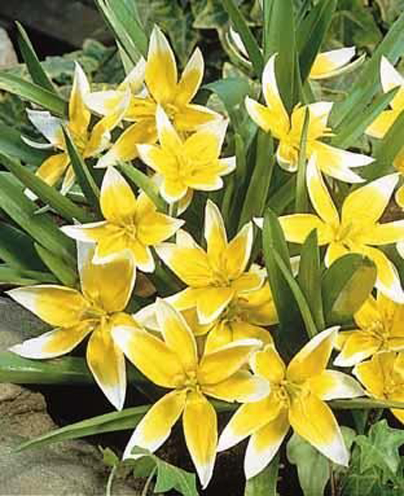 Tulipa Tarda Dasystemon Botanical Tulip Bulbs Dwarf