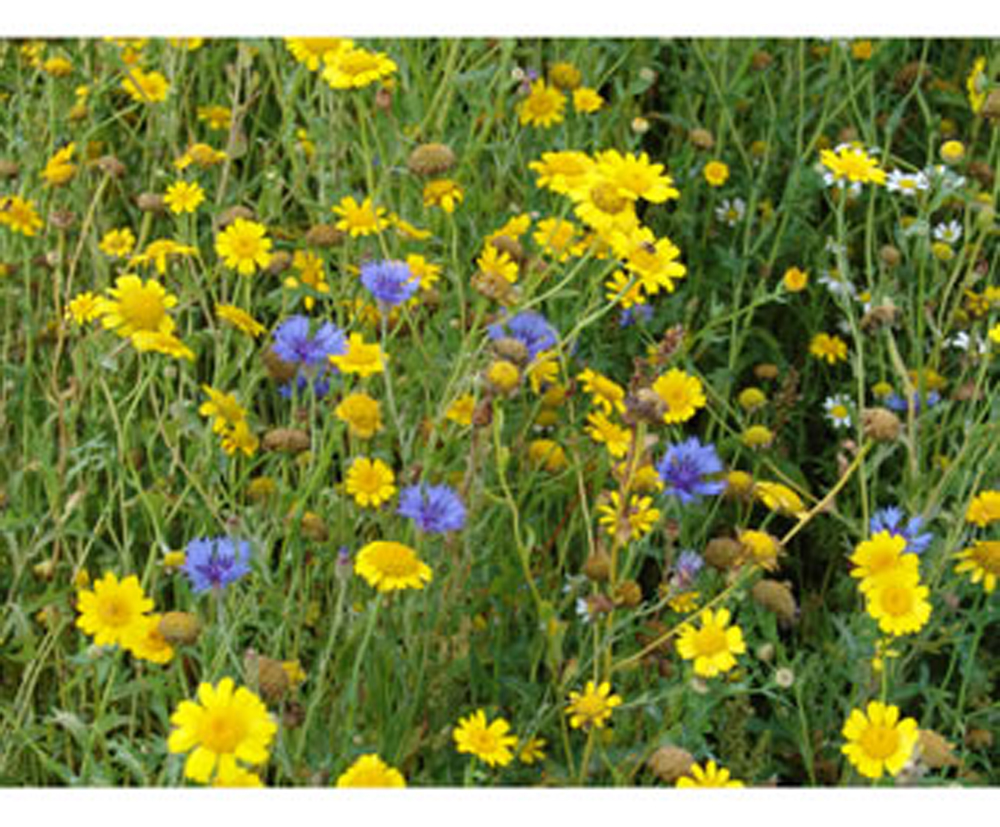 Wildflower Seed Mix for General Purpose Nonnative Wild Flower Seed Mixes