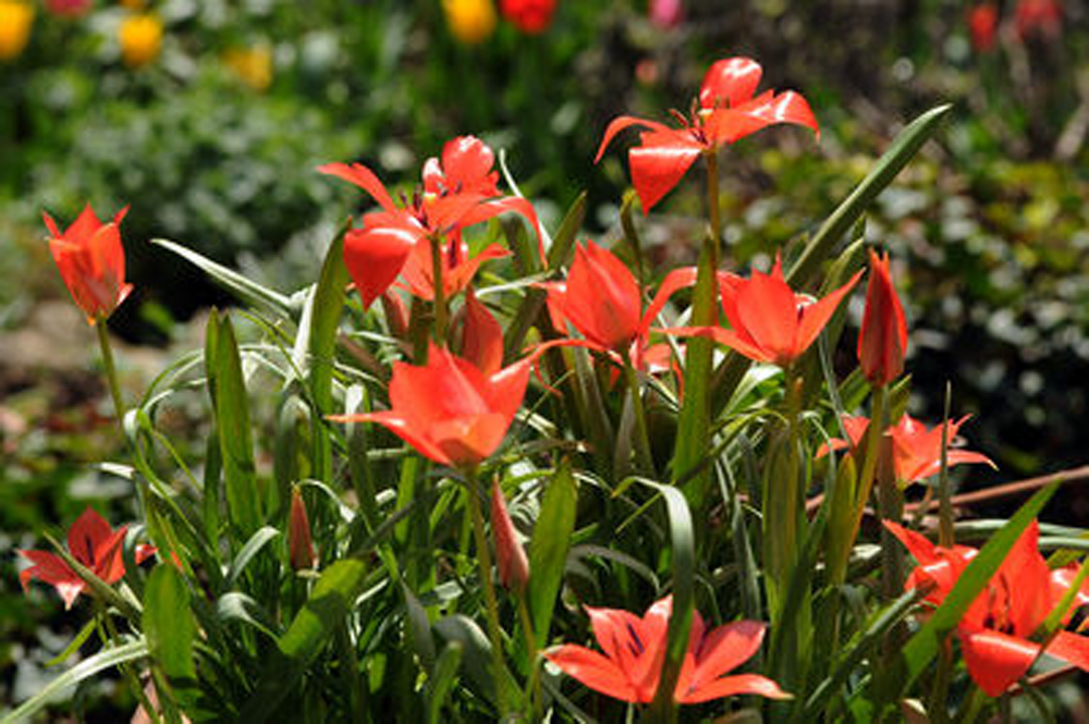 Tulip Linifolia Botanical Tulip Bulbs Dwarf
