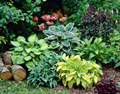 Hosta Collection Mixed (5 pack) 