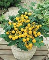 Tumbling Tom Tomato Yellow 10 Seeds 