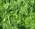 Green Manure - 500g Pack 