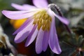 Anemone Blanda Pink Star 