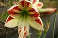 Amaryllis Ambiance 