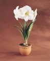 Amaryllis Ludwig Dazzler 