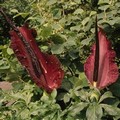 Dracunculus - Dragon Arum - Pack of  