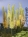 Eremurus Ruiter Mixed 
