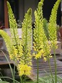 Eremurus Bungei (fox tail lily) 