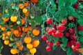 Tumbling Tom Tomatoes 10 Red & 10  