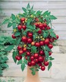 Tumbling Tom Tomatoes Red 10 Seeds 