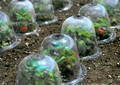 Baby Victorian Bells 6 Pack   12 Gro 