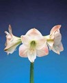 Amaryllis Apple Blossom 