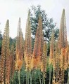 Eremurus Cleopatra 