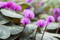 50 Cyclamen Coum Seeds 