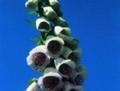 White & Rose Digitalis Foxglove Elsey% 