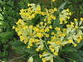 Cowslip Primrose Primula Veris 50 Seeds 