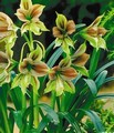 Amaryllis Papillio 