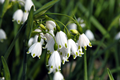 Leucojum Aestivum (Summer Snowflakes)  
