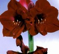 Amaryllis Benfica 