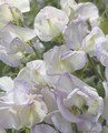 SWEET PEA HIGH SCENT 25 SEEDS - HIGH 