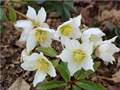 50 Helleborus Niger Seeds 