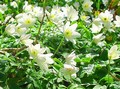 Wood Anemone Nemerosa 