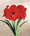 Amaryllis Red Lion 