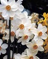 Narcissus Pheasant Eye in the green 