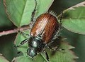 Chafer  