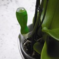 Orchid Drip Feeders x 4 