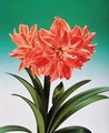 Amaryllis Lady Jane 