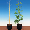 Climbing Plants Support Spiral - 6 Pac 