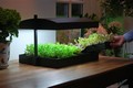 Growlight Garden & Self Watering Tray 