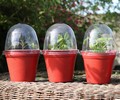 Bell Boys Mini Propagators x 12 
