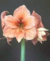 Amaryllis Rilona 