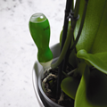 Orchid Drip Feeders - 8 Pack 