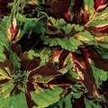 10 x Coleus Kong Mosaic Seeds 