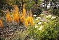 Eremurus Cleopatra 