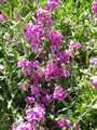 Ever Lasting Sweet Pea Lathyrus - 20%2 