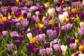 1000 Bulbs for Naturalising 
