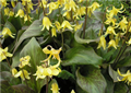 Erythronium Kondo 