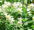 Anemone Nemerosa Green Root Cuttings 50% 