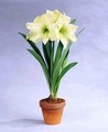Amaryllis Lemon and Lime 